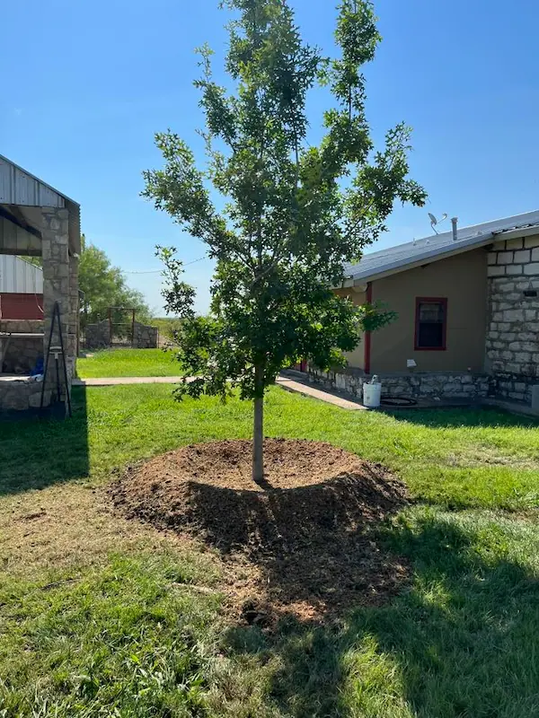 Tree Installation — Tree Installation