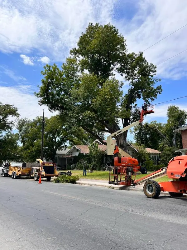 Tree trimming & removal — Tree trimming
