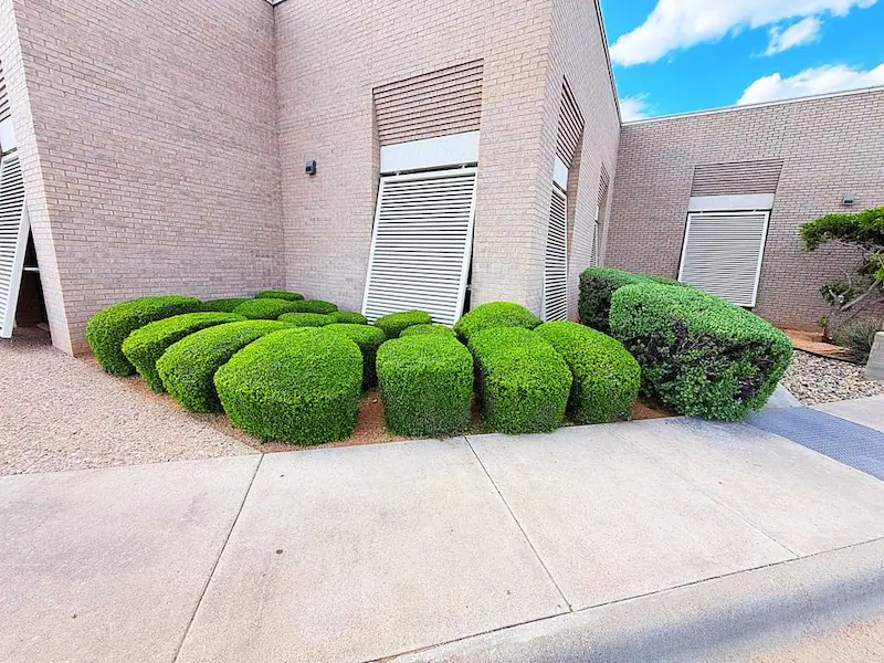 Commercial Landscaping